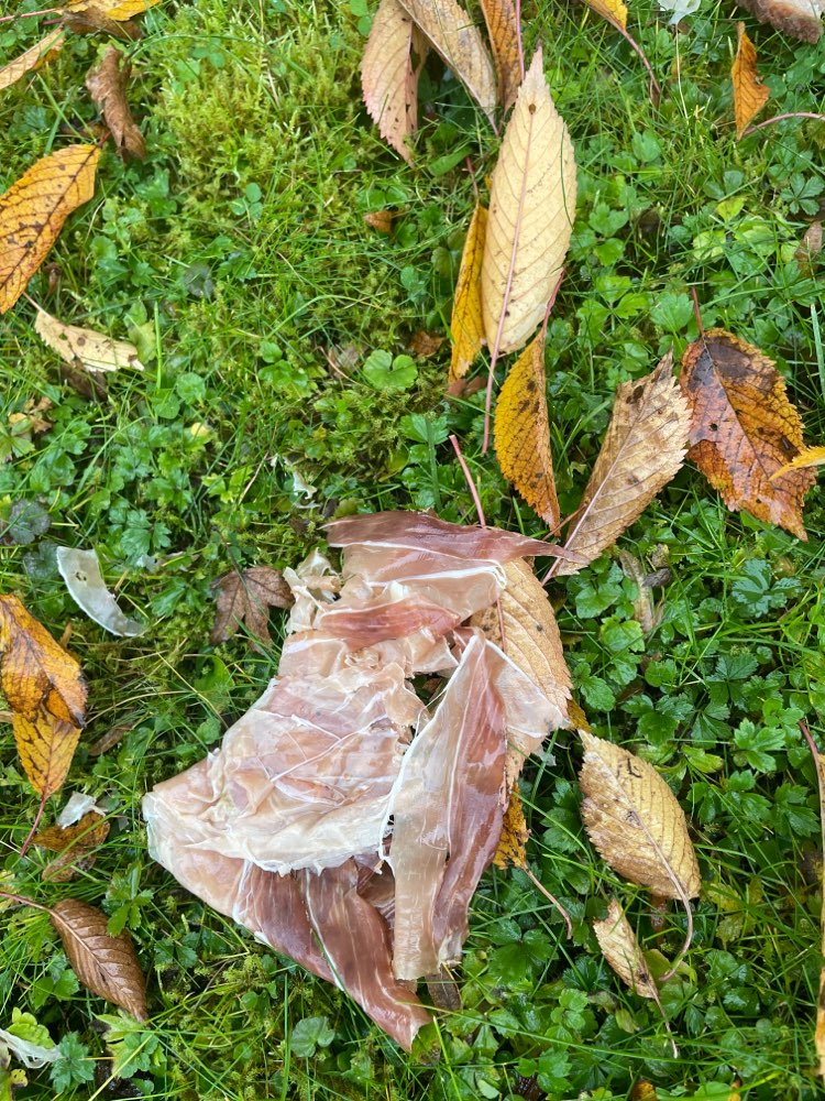 Giftköder-Schinken und Brot-Profilbild