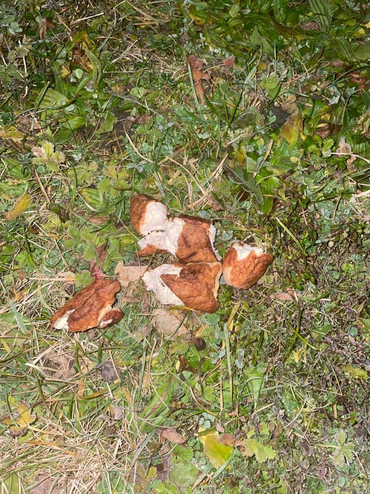 Giftköder-Fleisch-Profilbild