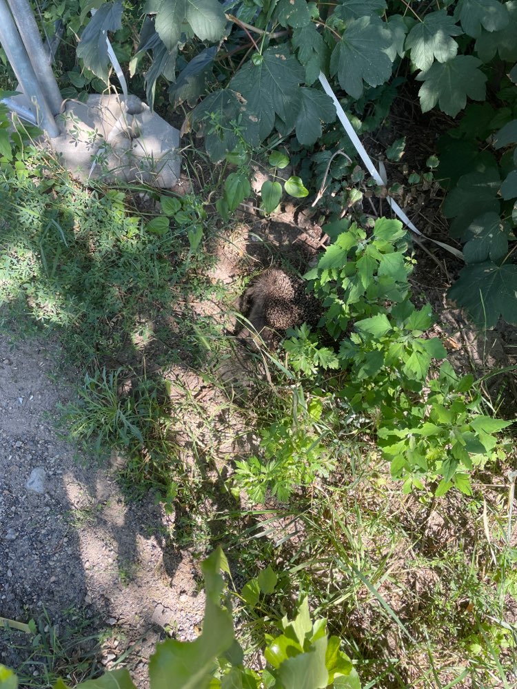 Giftköder-Toter Igel am Wegesrand-Profilbild