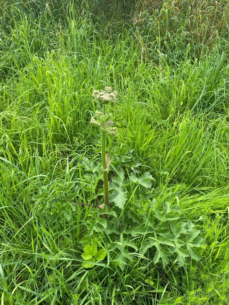 Giftköder-Riesenbärenklau-Profilbild