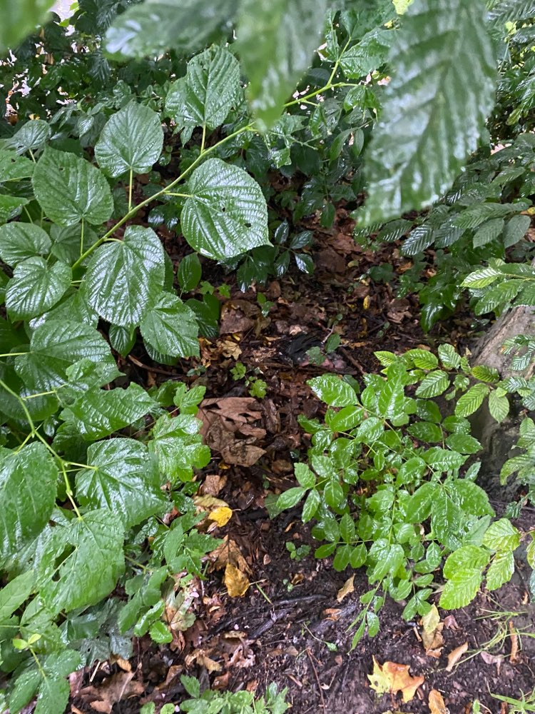 Giftköder-Toter Vogel im Busch-Profilbild