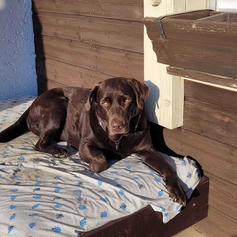 Hundetreffen-Gemeinsame Spaziergänge-Profilbild