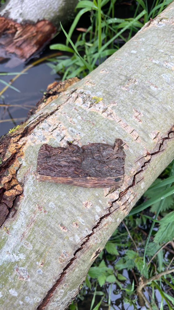 Giftköder-Ausgelegte Pansenstücke (evtl. giftig)-Profilbild