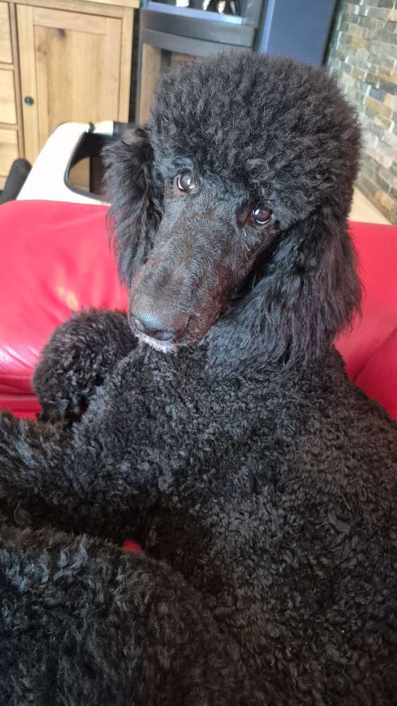 Hundetreffen-Spielpartner für Großpudel gesucht-Profilbild