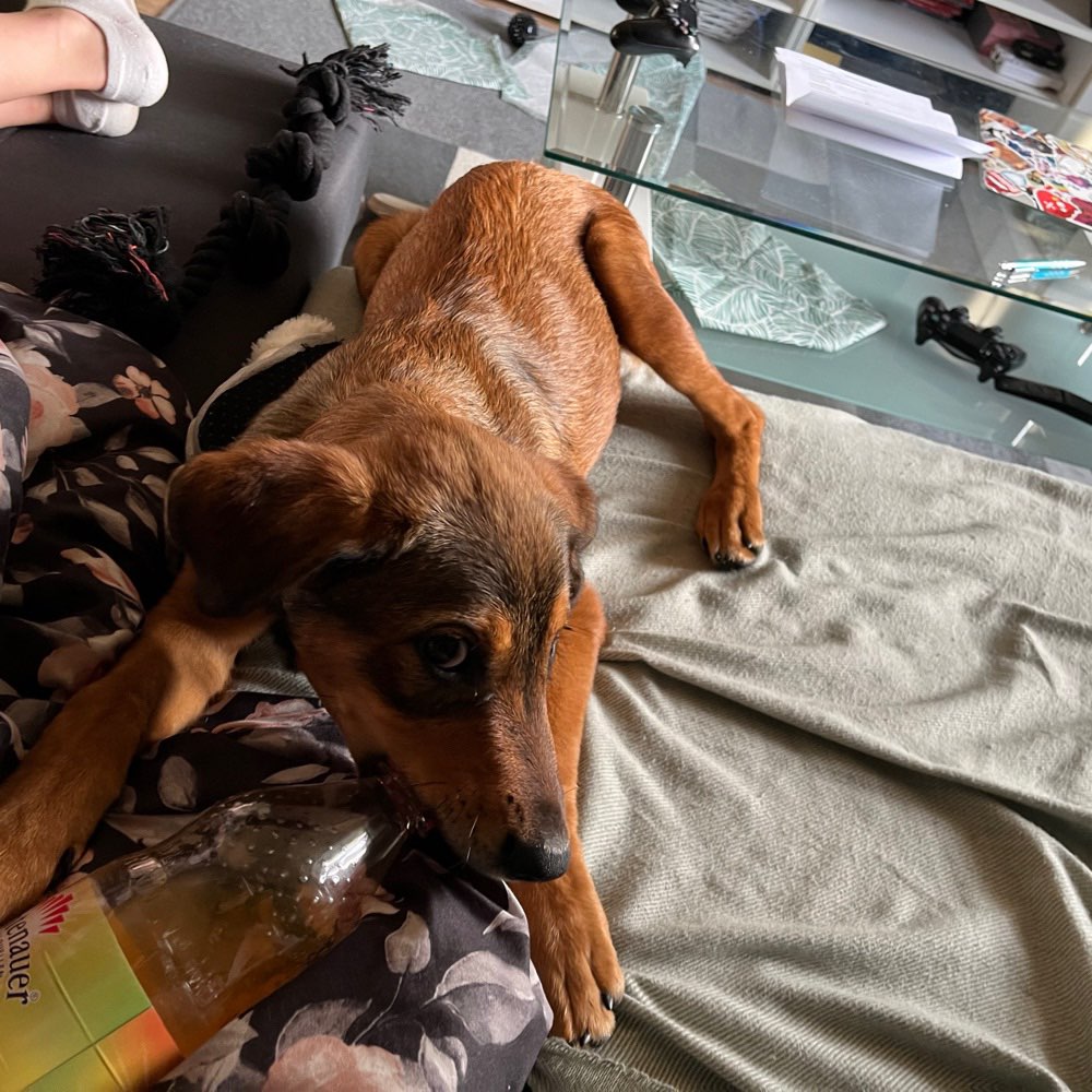 Hundetreffen-Kleine verspielte Hündin sucht einen Spielkameraden ☺️🐕-Profilbild