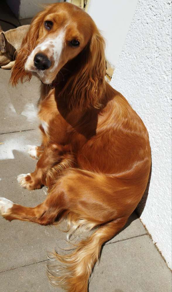 Hundetreffen-Treffen zum toben-Profilbild