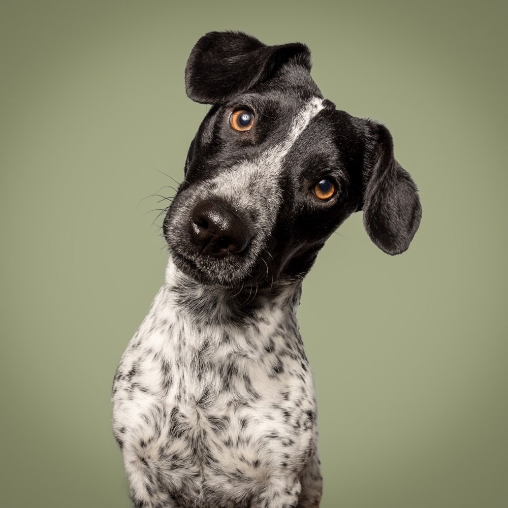 Hundetreffen-Neue Hundebekanntschaften-Profilbild