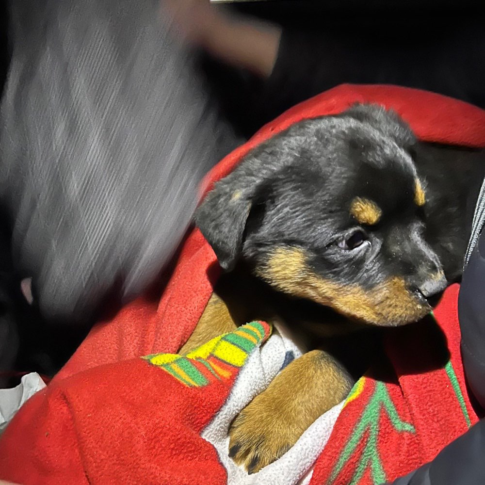 Hundetreffen-Welpen 🐶 Treffen-Profilbild