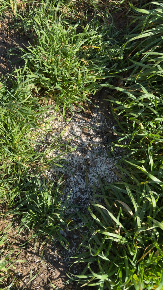 Giftköder-Weißes Zeug-Profilbild