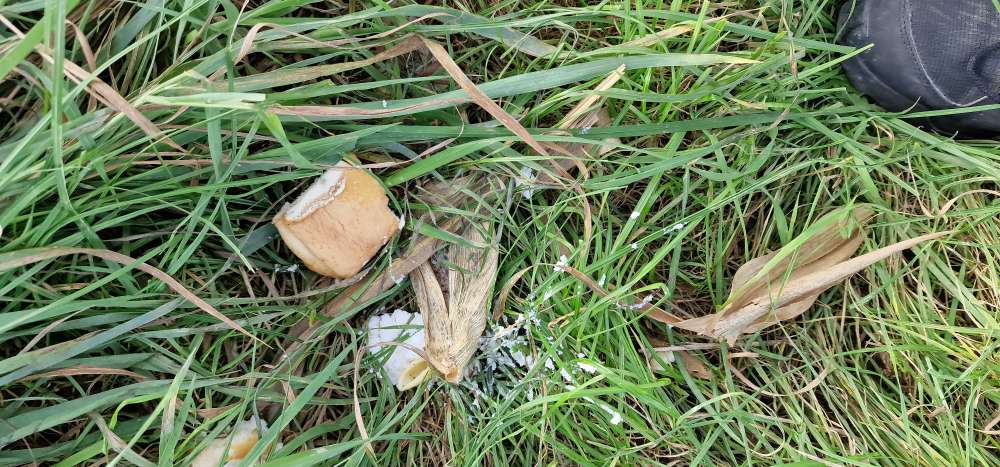 Giftköder-Essensreste evtl. auch Giftköder-Profilbild