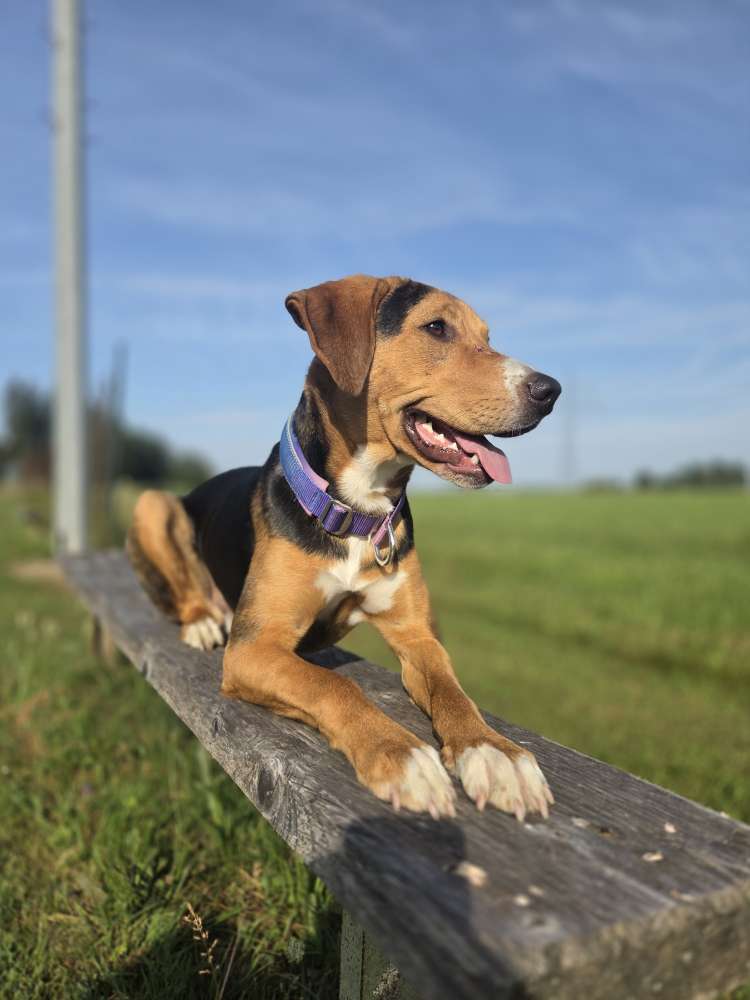 Hundetreffen-Junghund Spazieren Training etc-Profilbild