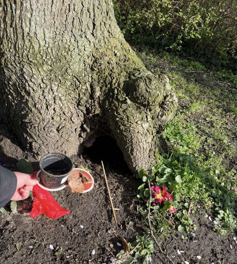 Giftköder-Evtl. Giftköder in hohlem Baumstamm-Profilbild