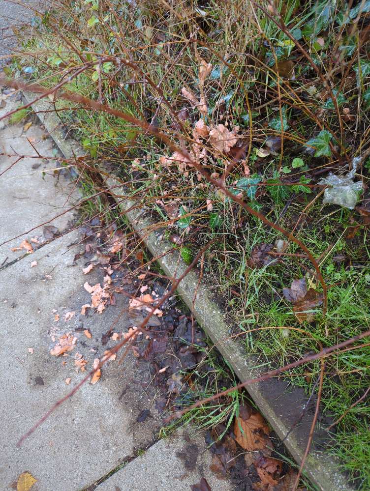 Giftköder-Fleisch Reste-Profilbild