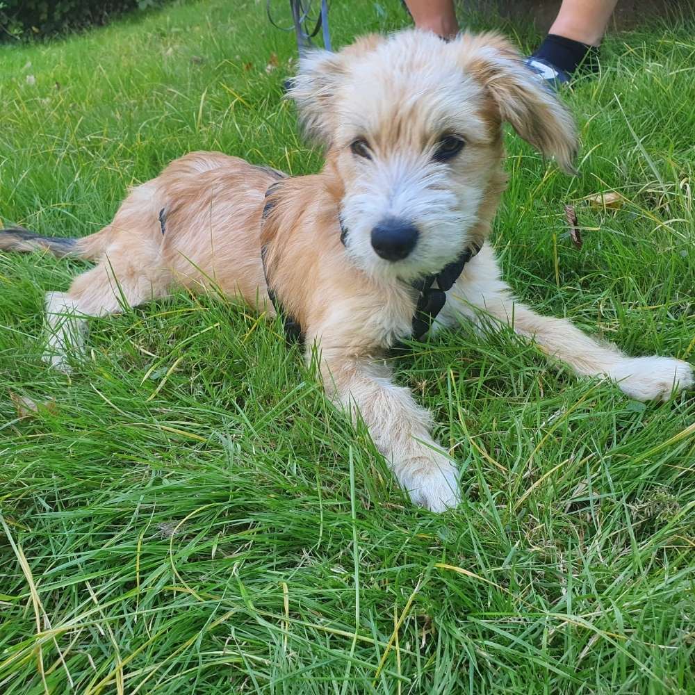 Hundetreffen-Gassirunde Langenberg-Profilbild