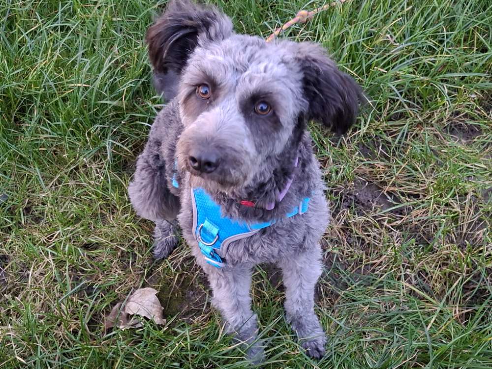 Hundetreffen-Hunde bis zur Größe eines Labradors-Profilbild