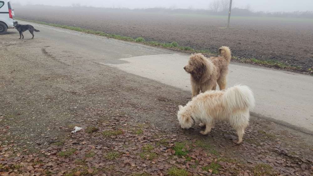Hundetreffen-Hundetreffen-Profilbild
