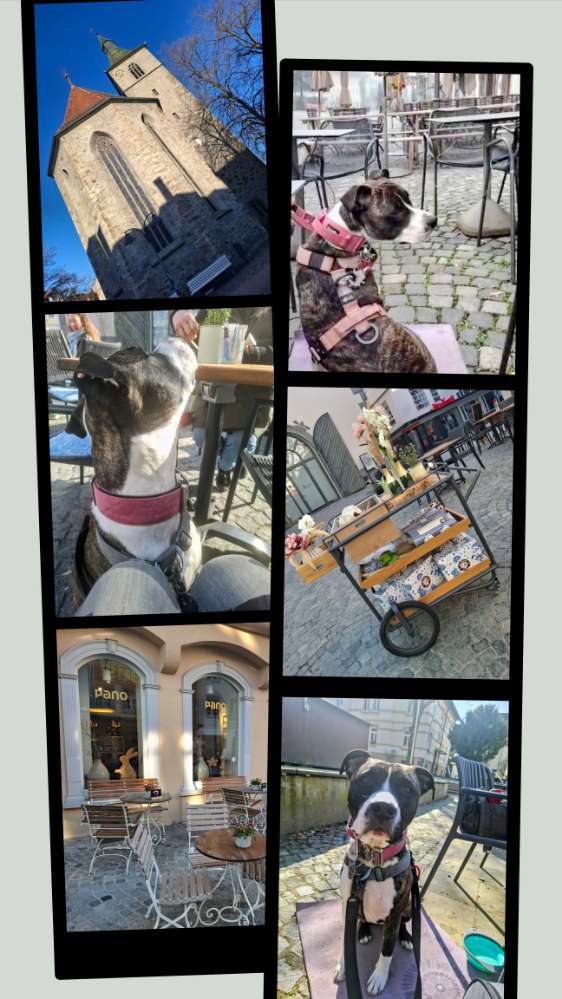 Die schönste Collage dein Hund und die Stadt Banner