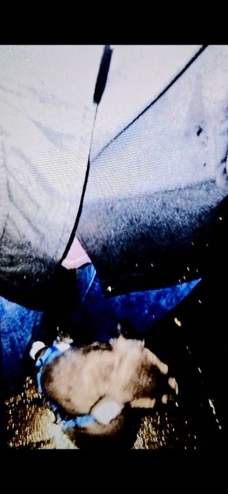 Dein Hund möchte sich im Regen unter Dir verstecken Banner