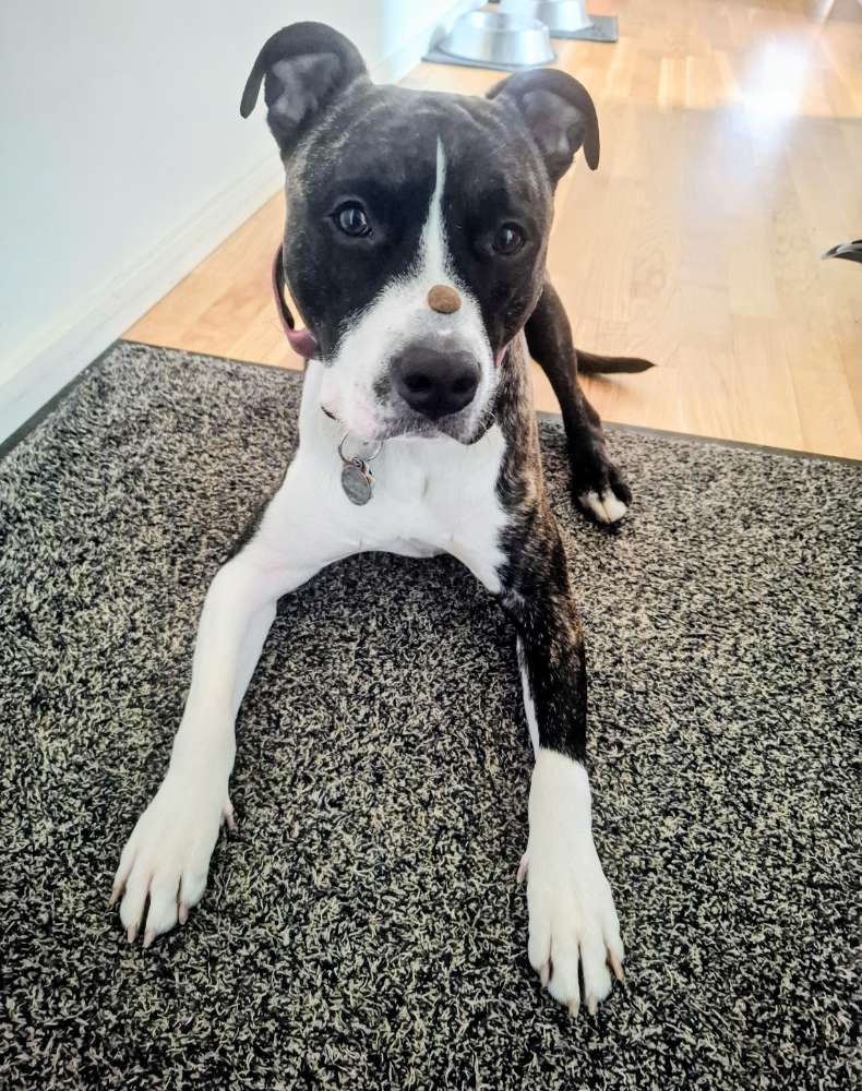 Dein Hund- was habe ich denn da auf der Nase? Banner