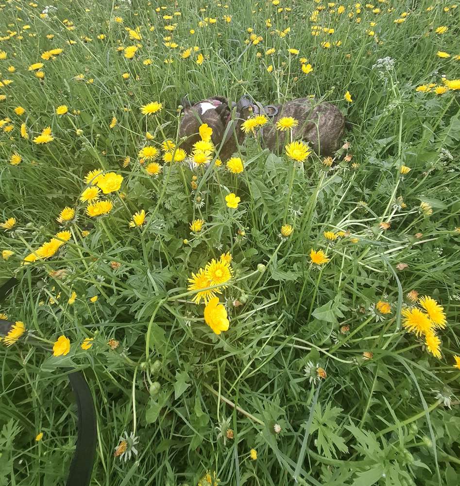 Dein Hund versteckt sich Banner