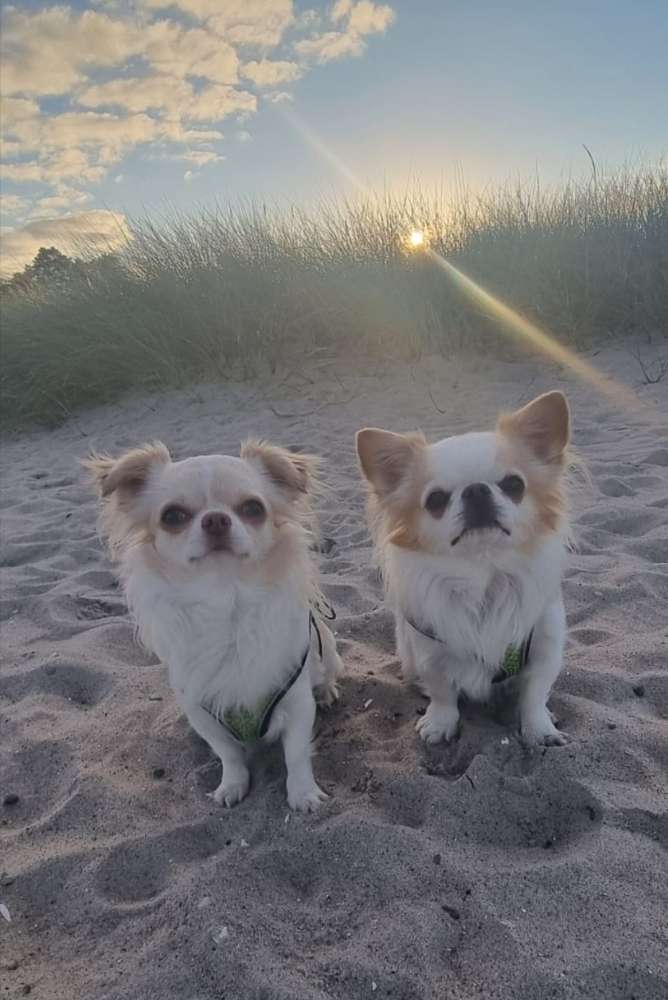 Hundetreffen-Kleine Hunde-Freunde gehen Gassi-Profilbild