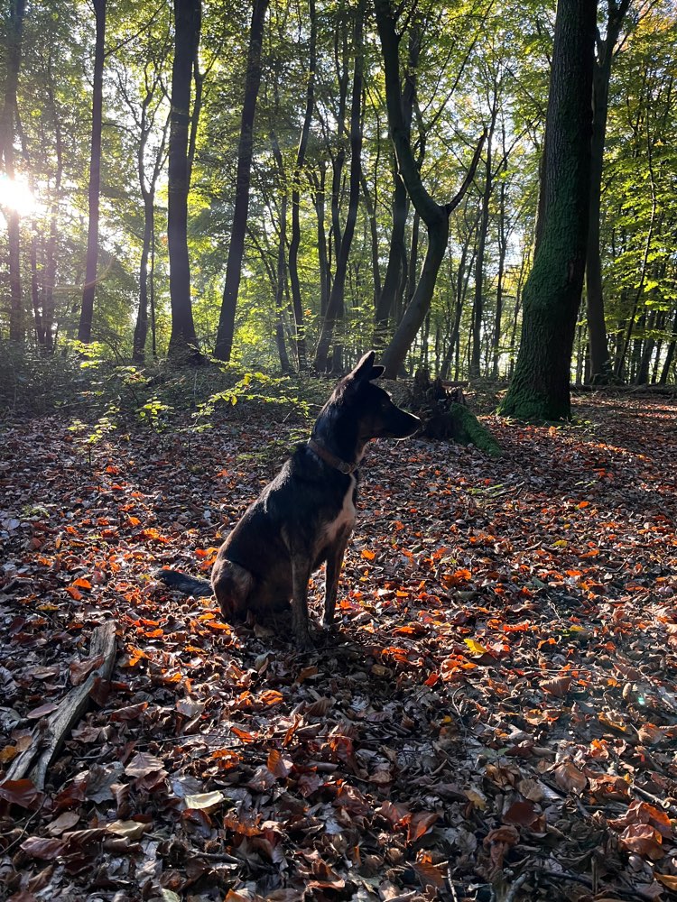 Hundetreffen-Spielrunde für mittelgroße Hunde-Profilbild