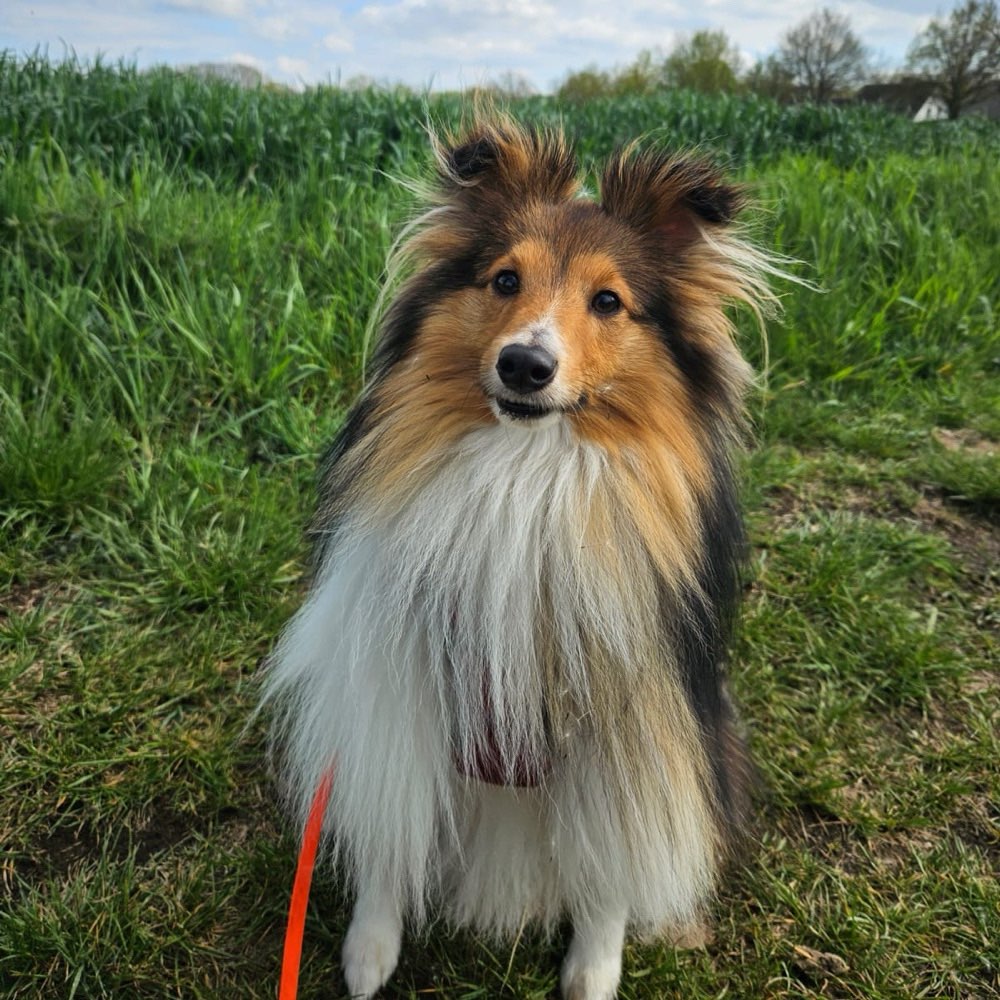 Hundetreffen-Spiel-/Spazierpartner für kleinen Hund gesucht-Profilbild