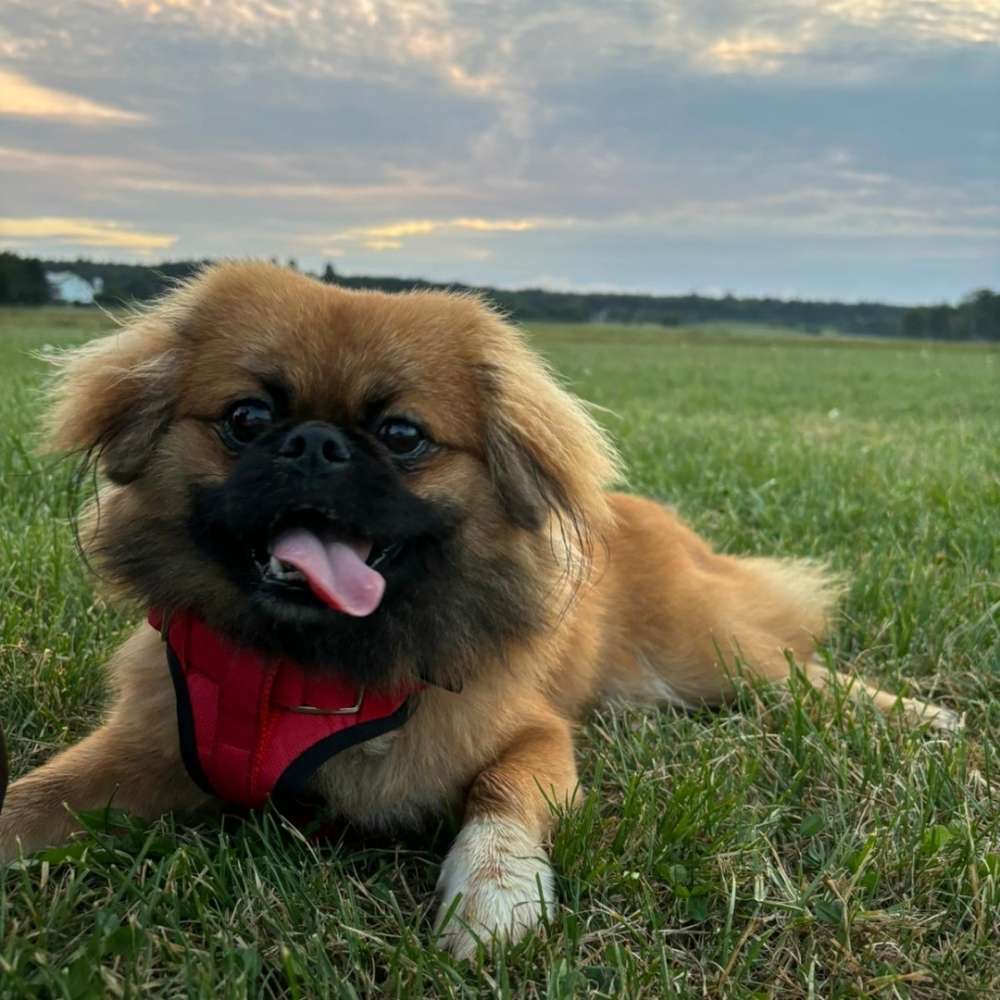 Hundetreffen-Spiel- und Gassirunden-Profilbild