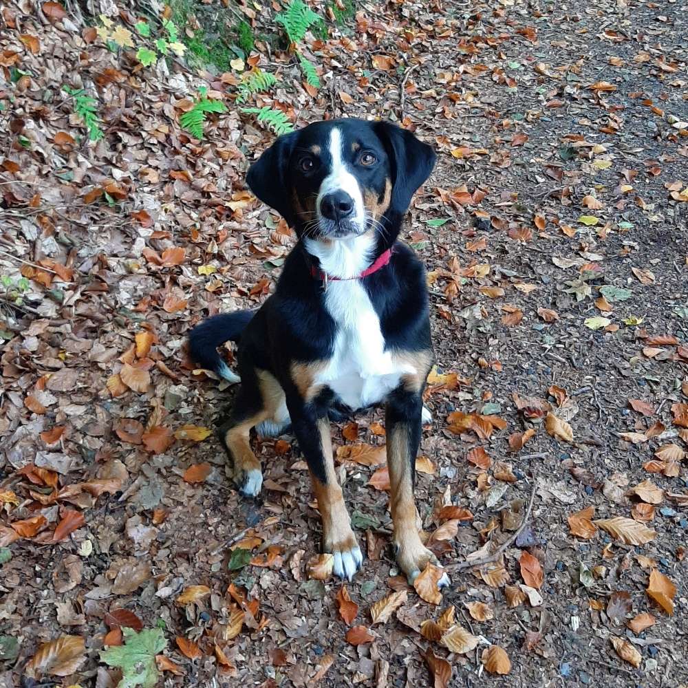 Hundetreffen-Diemelsee-Profilbild