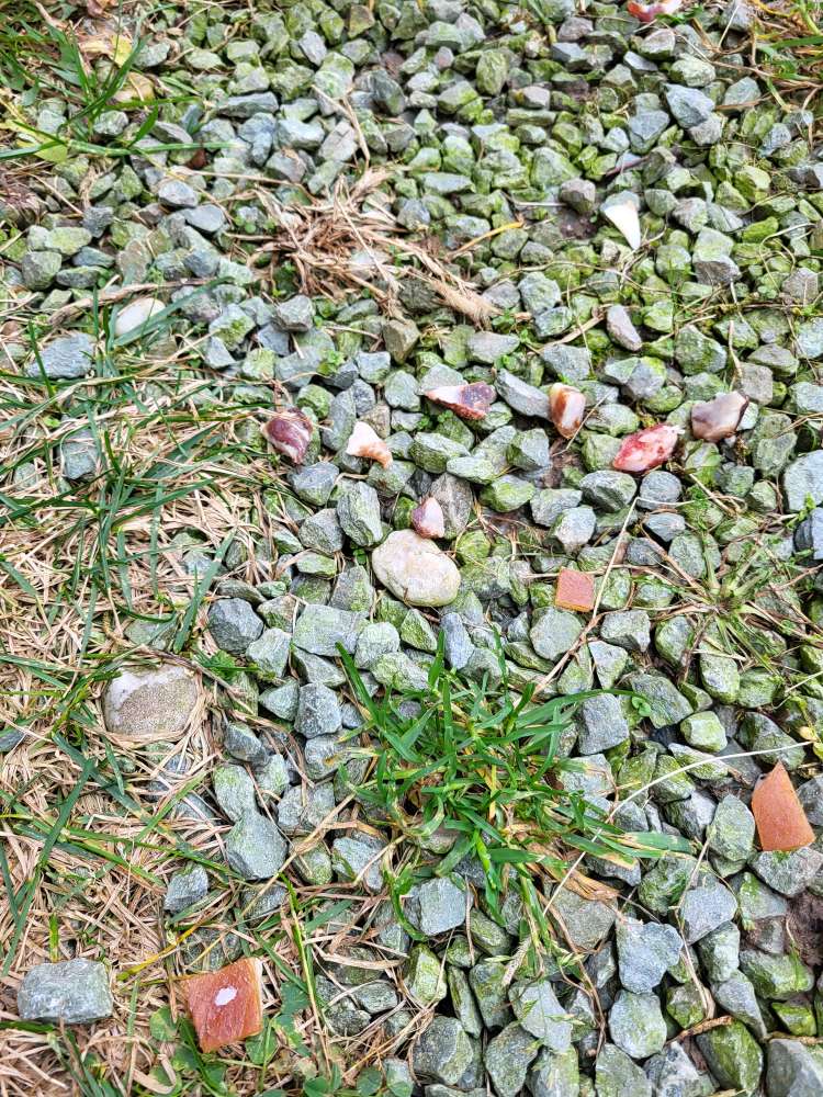 Giftköder-Achtung- hier wurde Fleisch ausgelegt!-Profilbild