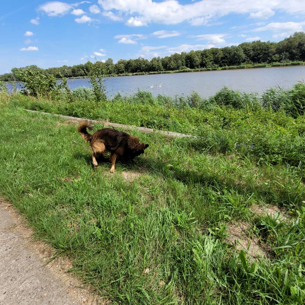 Hundetreffen-Finn sucht Spielkameraden u kumpels in Burg Dithmarschen-Profilbild