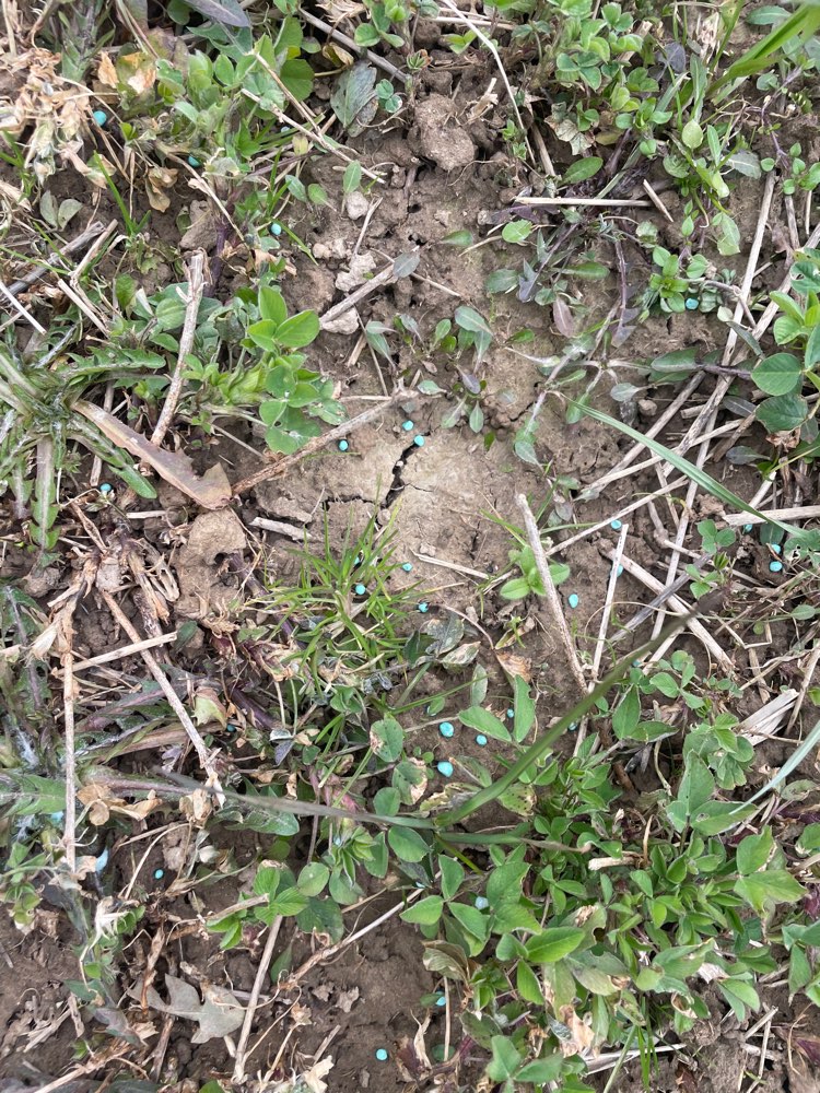 Giftköder-Blaukorn-Profilbild