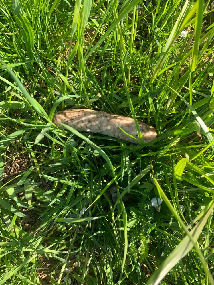 Giftköder-Wienerle / Rohe Bratwurst-Profilbild