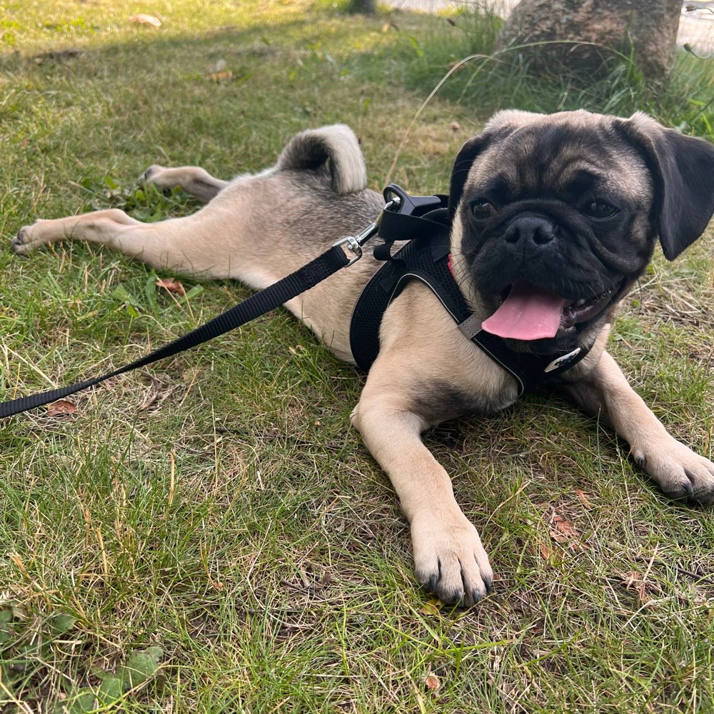 Hundetreffen-Spielerunde-Profilbild