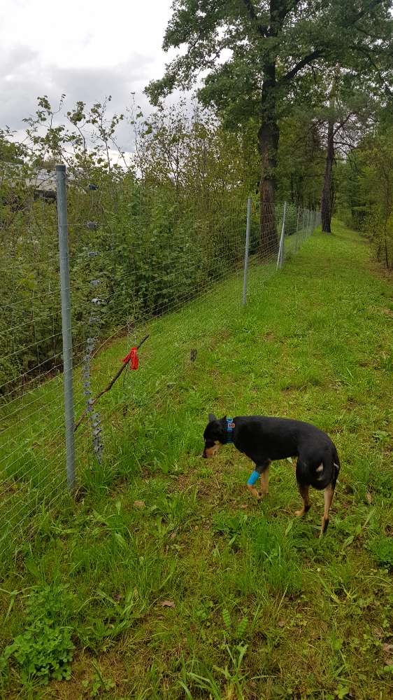 Giftköder-Zaun zur Autobahn offen / beschädigt-Profilbild