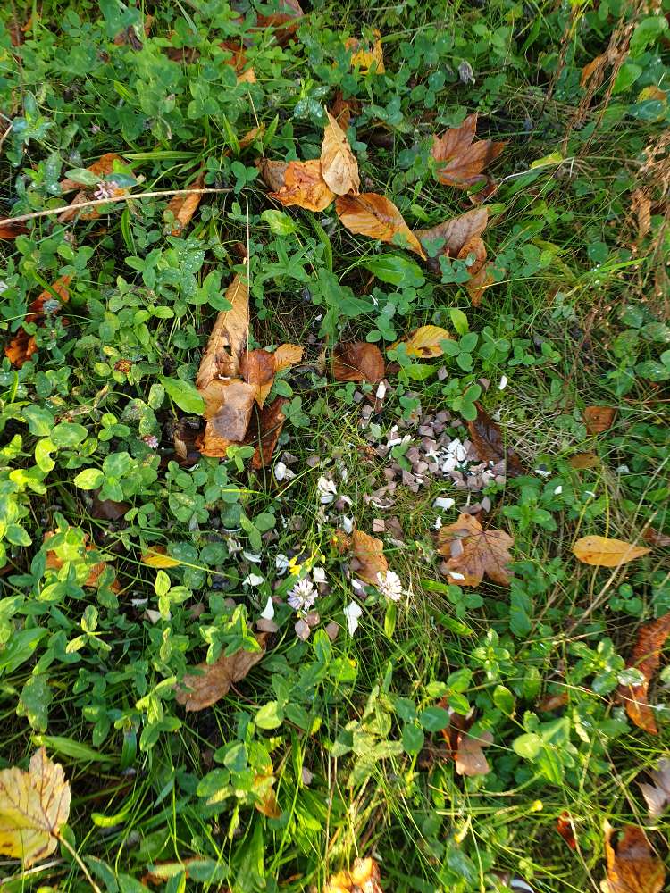 Giftköder-Verdacht auf Giftköder-Profilbild