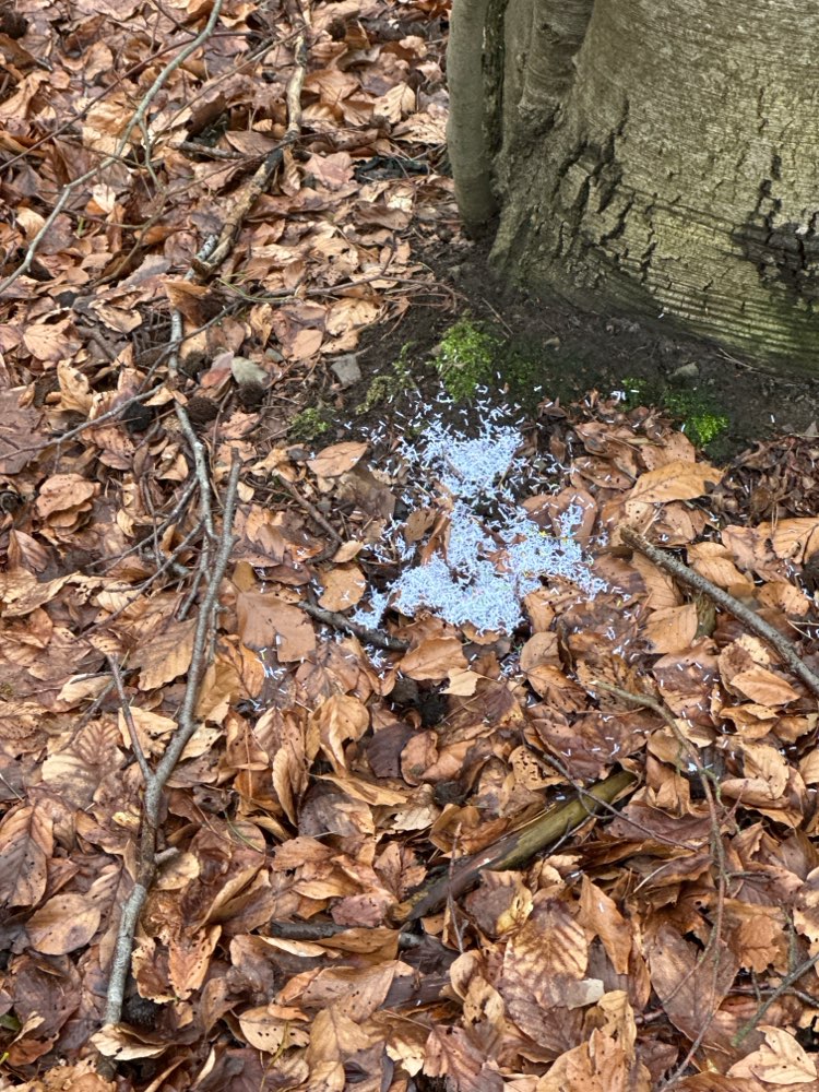 Giftköder-Weißes Pulver-Profilbild