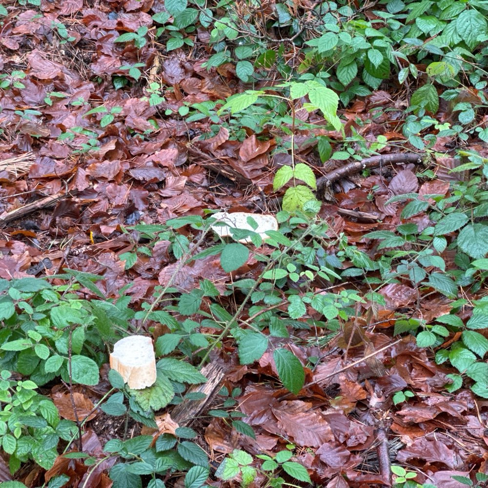 Giftköder-Brot im Wald verteilt-Profilbild