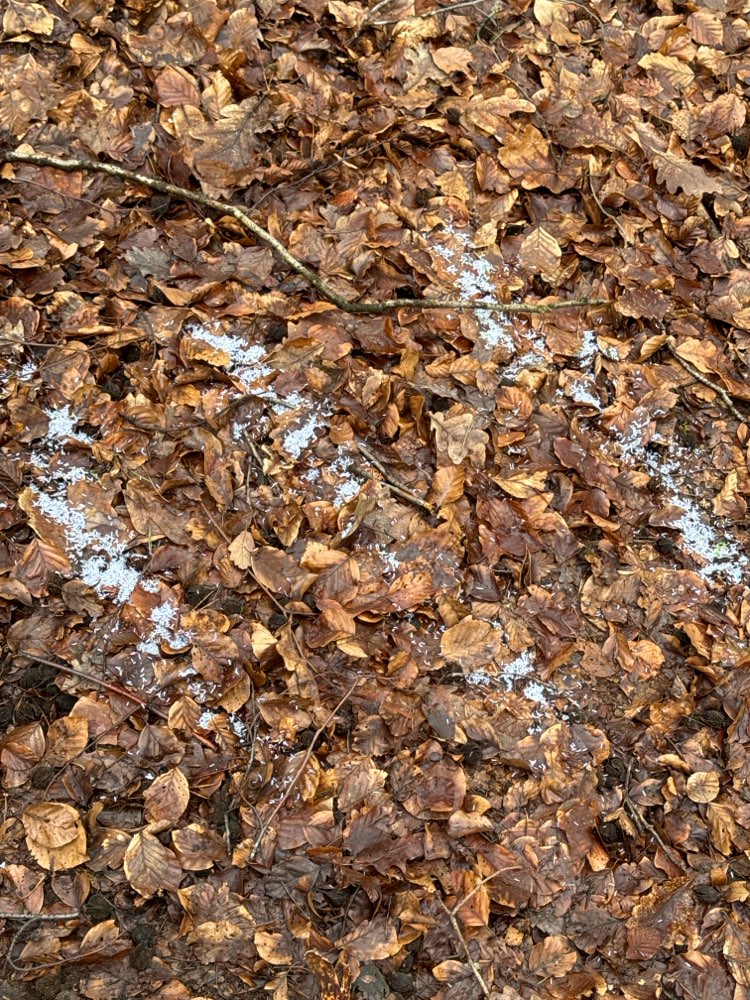 Giftköder-Weißes Pulver-Profilbild