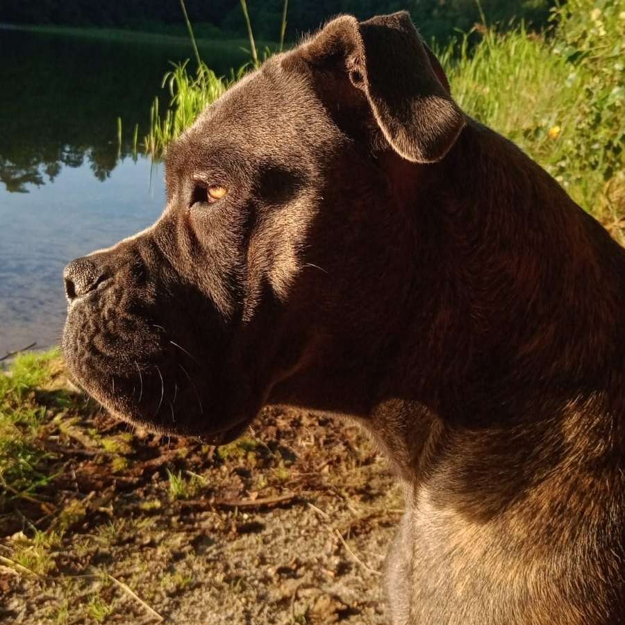 Hundetreffen-Suche Kontakte für empatische und sozialisiert MolosserHündin-Profilbild