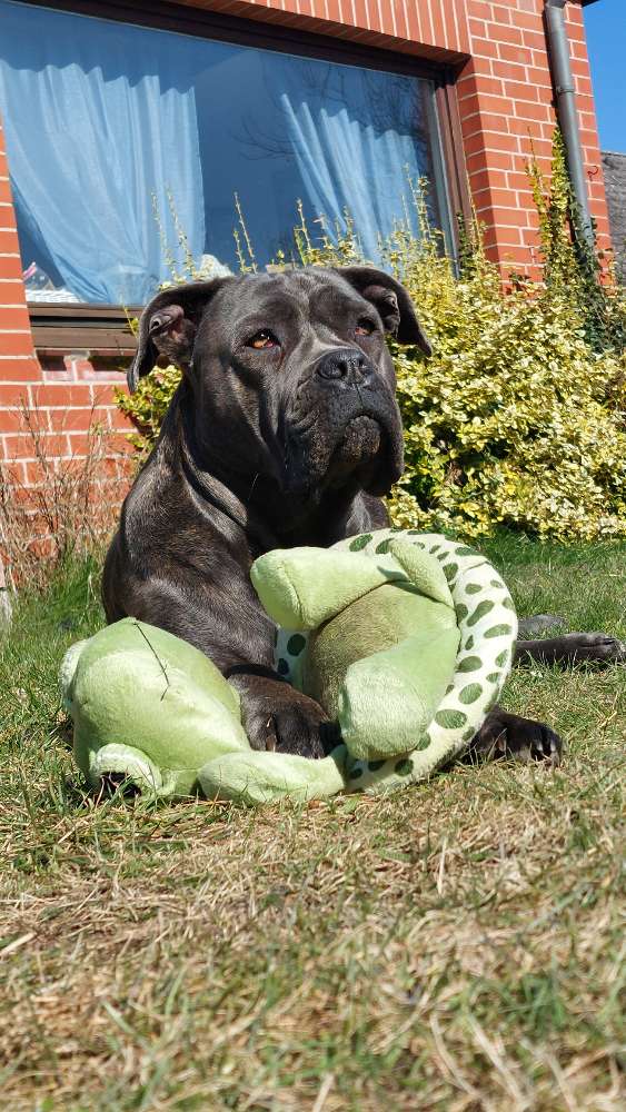 Hundetreffen-Gemeinsam Spazieren-Profilbild