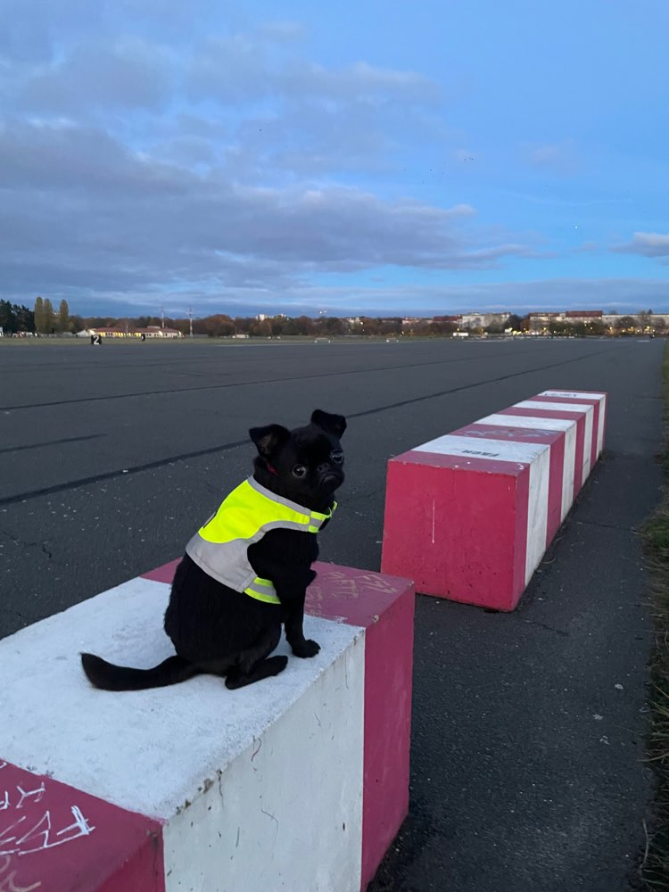 Hundetreffen-Spieltreffen / Play Date-Profilbild