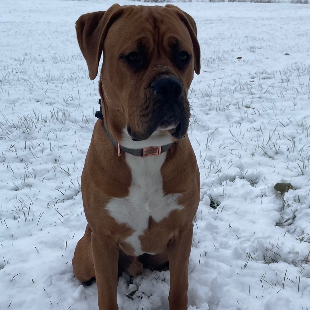 Hundetreffen-Spiel/ Gassirunde/ Training-Rückruf optimieren-Profilbild