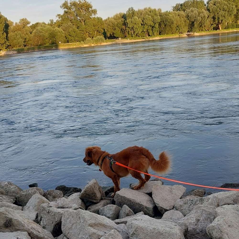 Hundetreffen-Gassi gehen am Rhein (Wörth Maximiliansau)-Profilbild