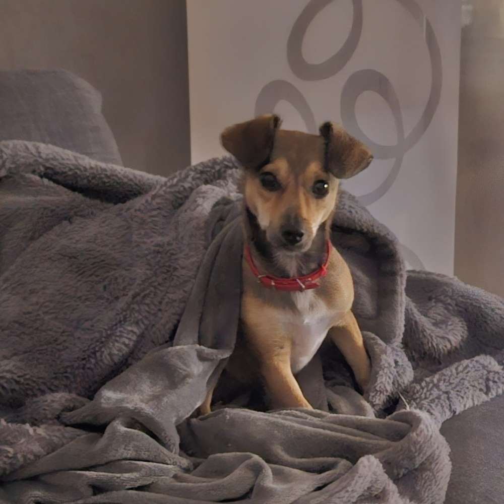 Hundetreffen-Pearl sucht Spielkameraden-Profilbild