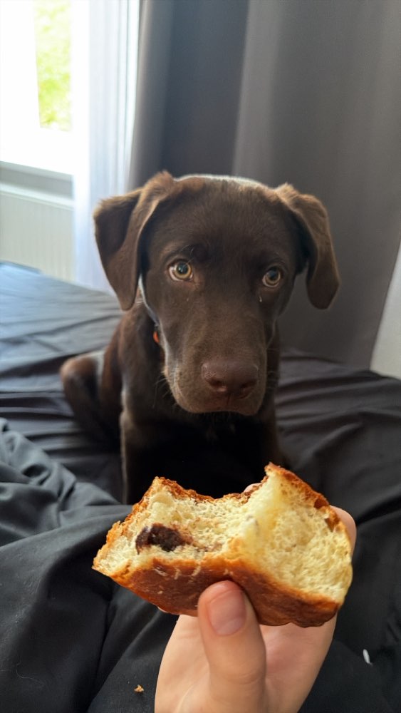 Hundetreffen-Hundespielrunde für Eddy-Profilbild