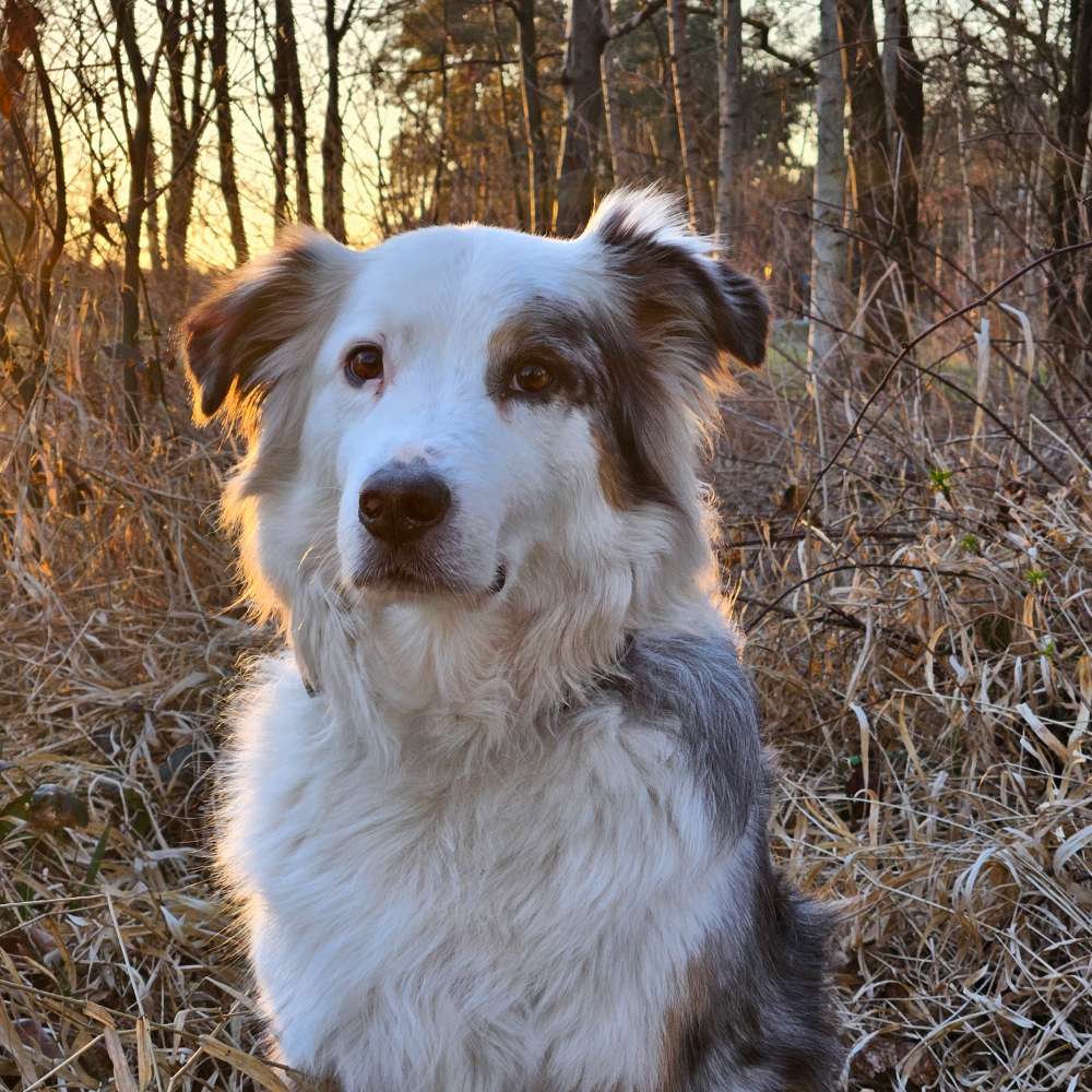 Hundetreffen-Hundebegegnungs-Training-Profilbild