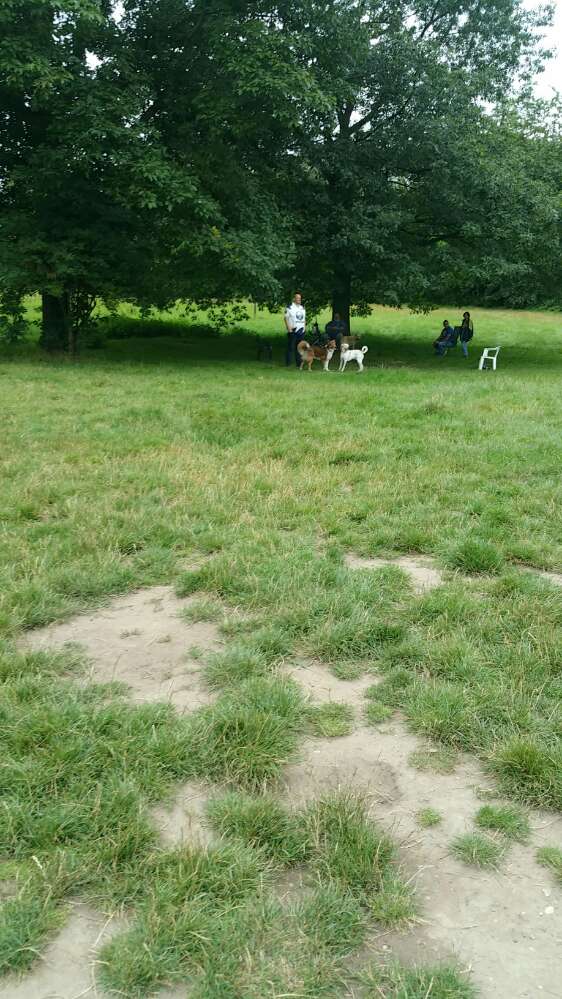 Hundetreffen-Treffen an der Hundewiese in Kamp-Lintfort am Pappelsee-Profilbild