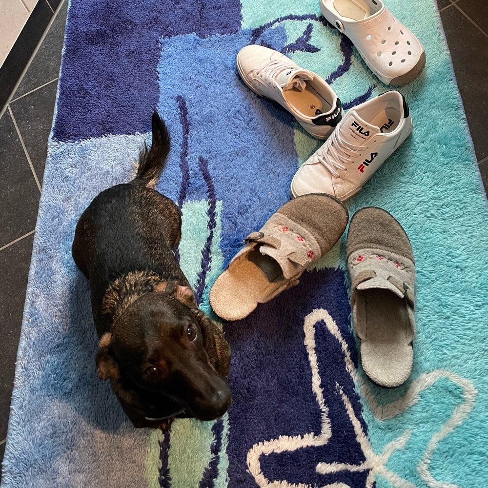 Hundetreffen-Spazieren und Spielen-Profilbild