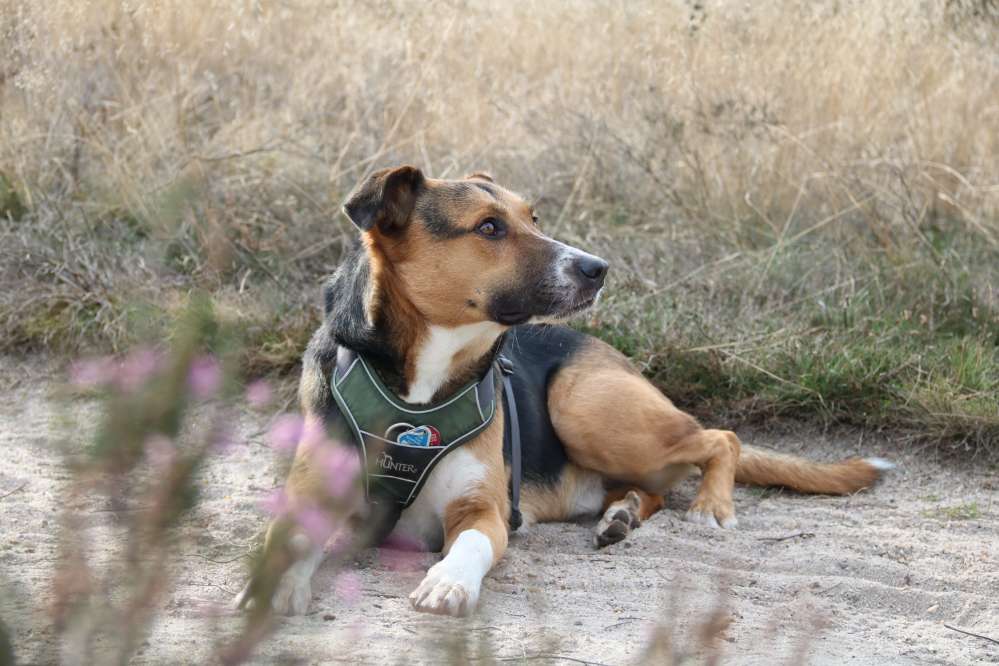 Hundetreffen-Gemeinsame Gassi-Runde-Profilbild